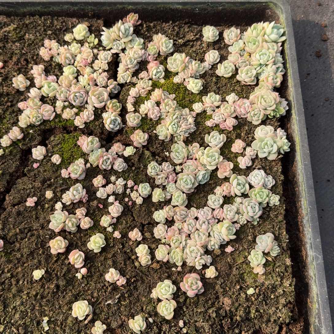 多肉杂交一物一拍14-48不带盆