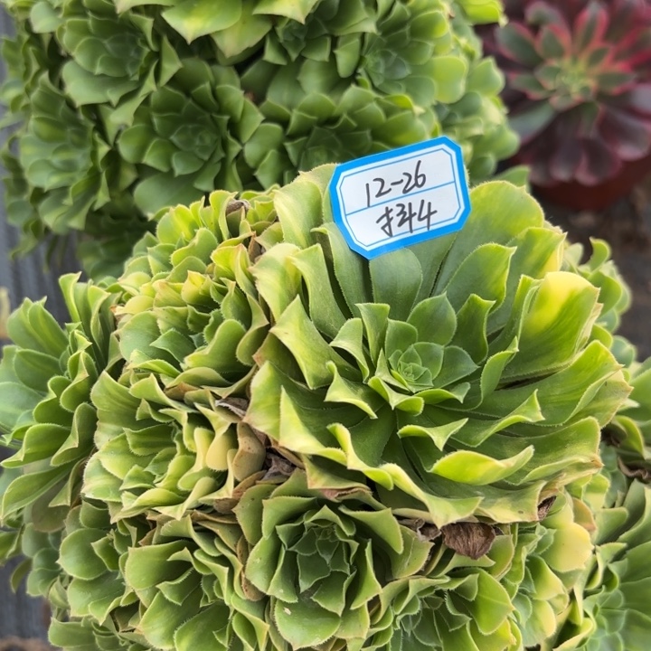 两颗绿杨蓉多肉法师不包损4