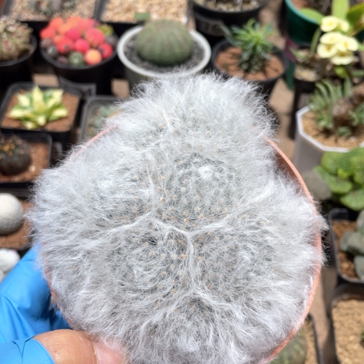 138实生多头无刺白云高沙