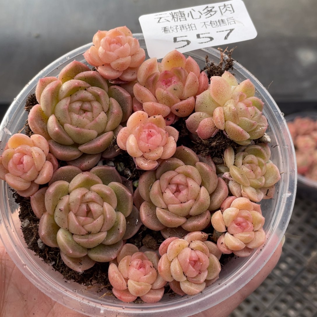 云糖心多肉植物557