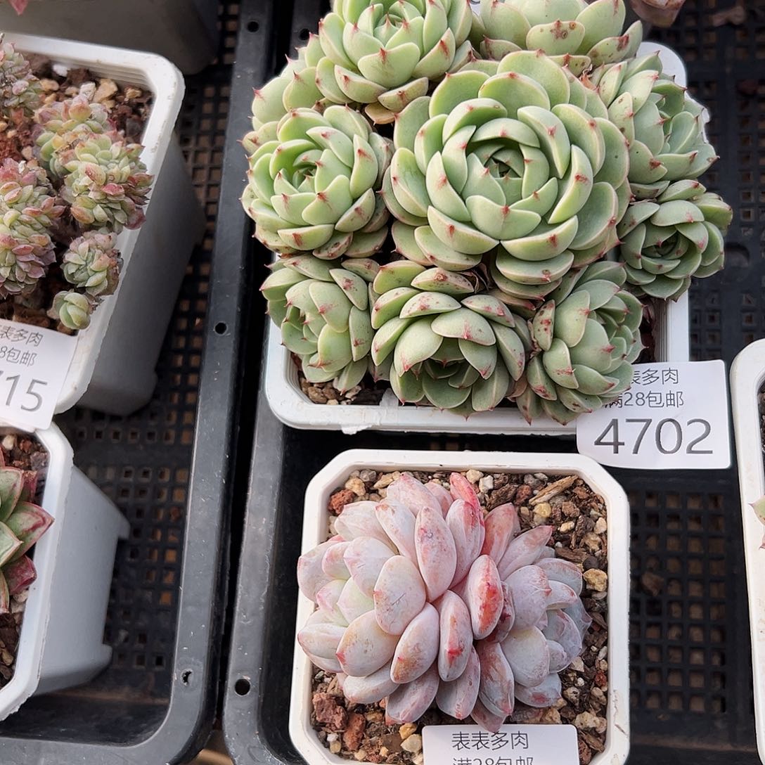 9号凭****8我们的确是一4702