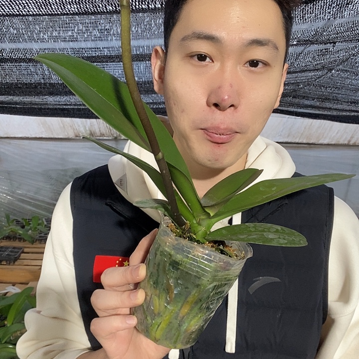 无花朵大白v3蝴蝶兰