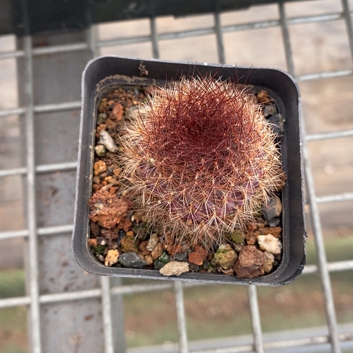 伯克利和格蕾纳等著名音乐