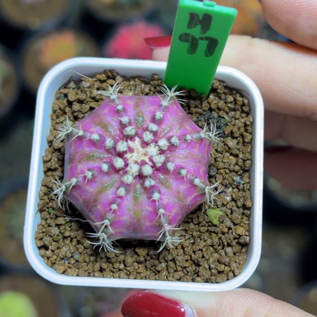 H97实生海神，带盆土发货