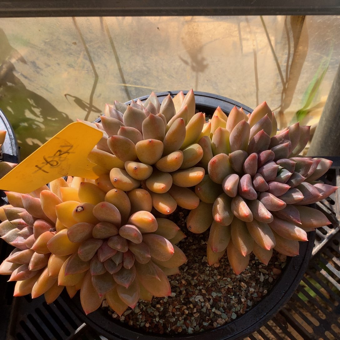 红象牙yywywywuwuwuw