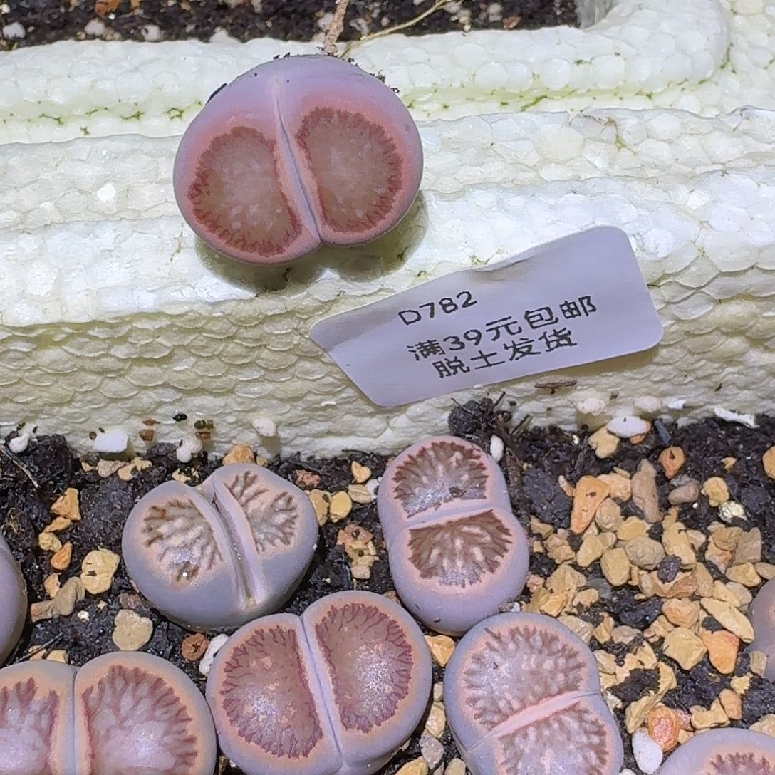 °***782多肉哈哈哈哈哈哈