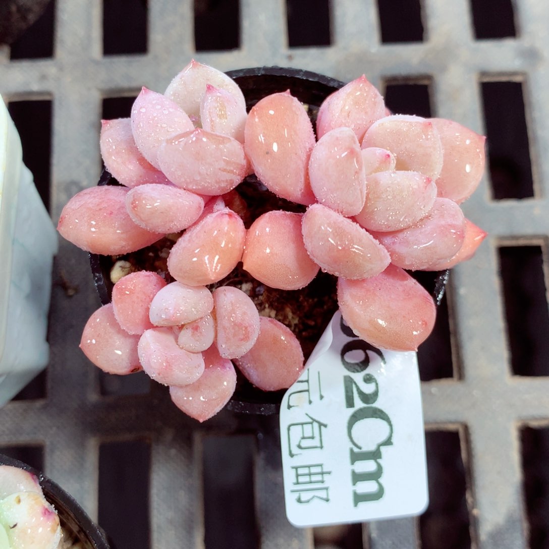 5厘米盆精控多肉062