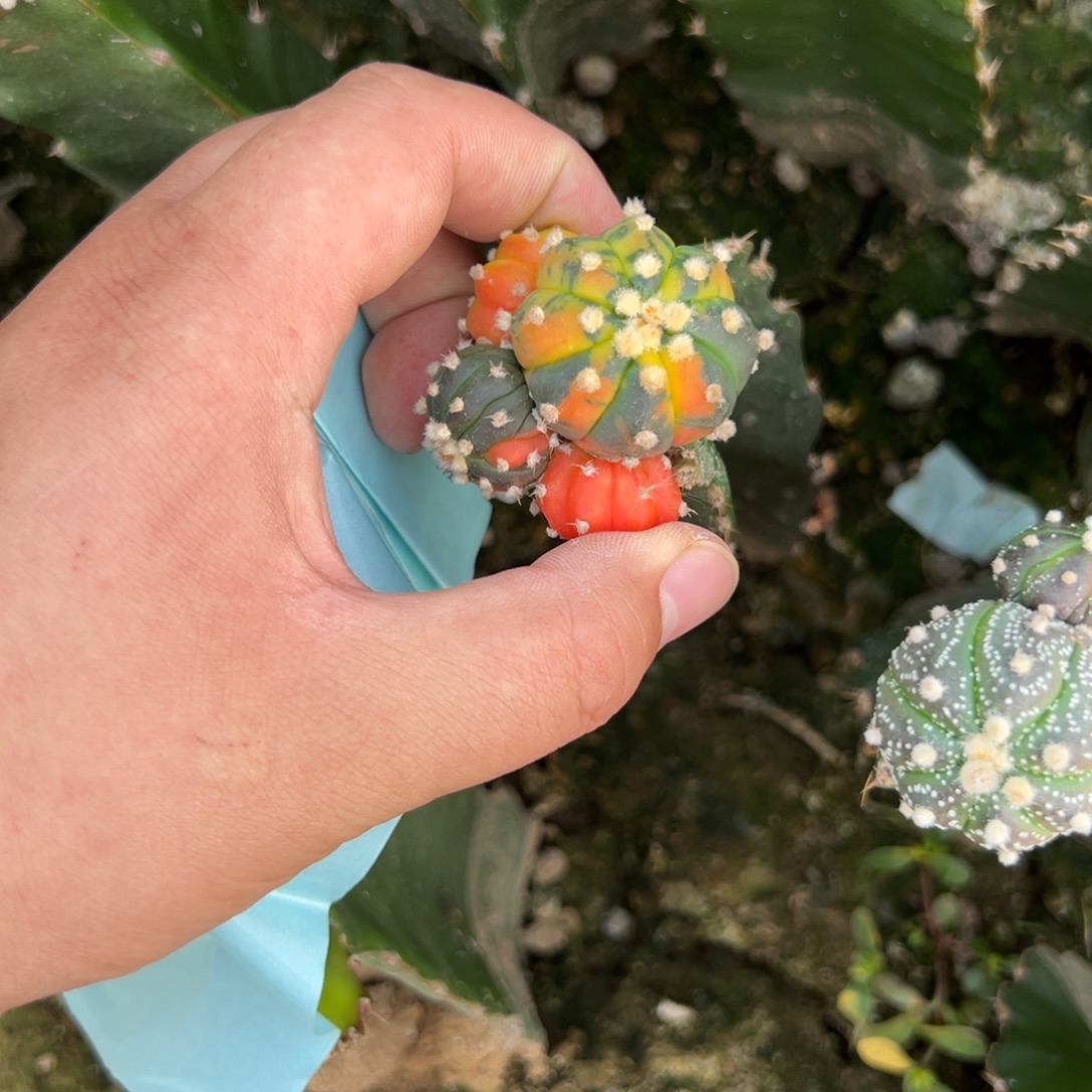 蕃***茄三个兜锦仙人球184-185-186