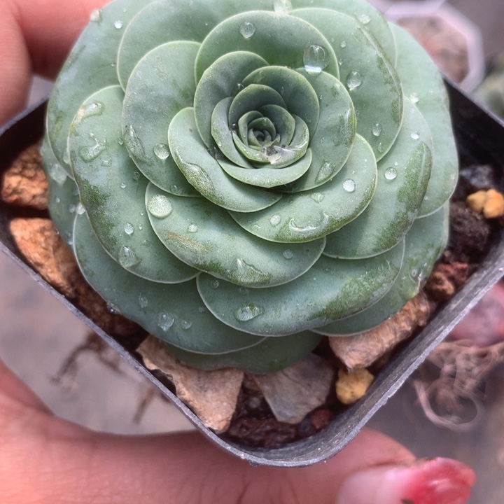 酒杯。（满9.99包邮不满9.99发叶子）