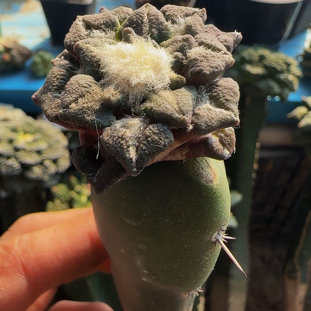 大尤黑495仙人球开花