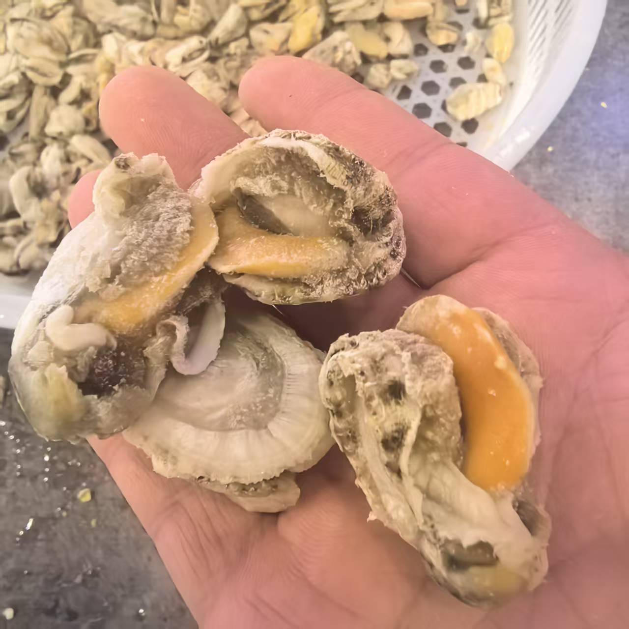 【直播福利】大规格扇贝肉新鲜急冻纯肉不包冰