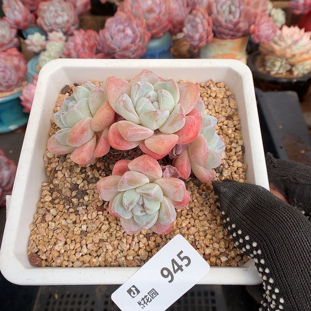 945冰玉多肉植物66666