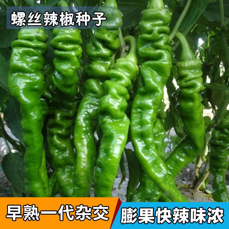 【香辣螺丝椒】适合四季种植可用于阳台盆栽地栽
