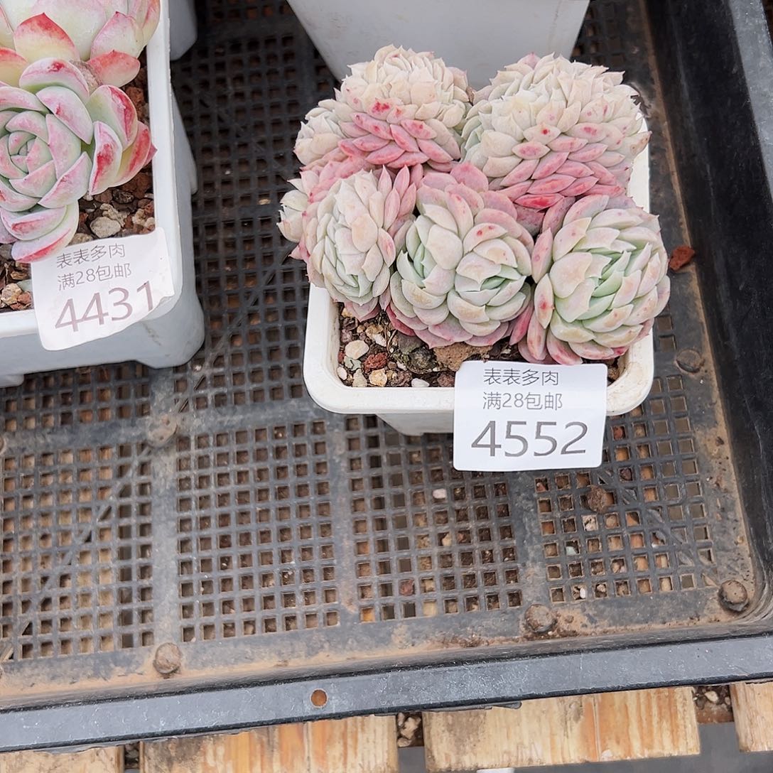 9号甜****儿我们的确是一4552