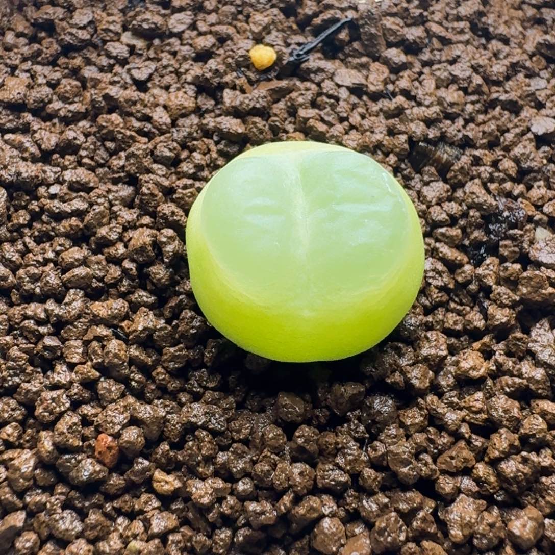 卓***念2261啦啦一颗脱土发货