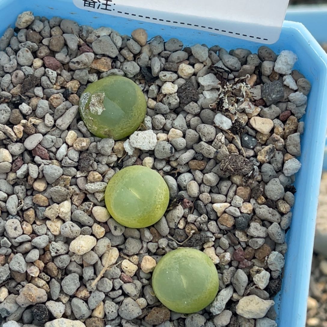 0818拉登3颗尺寸1.2