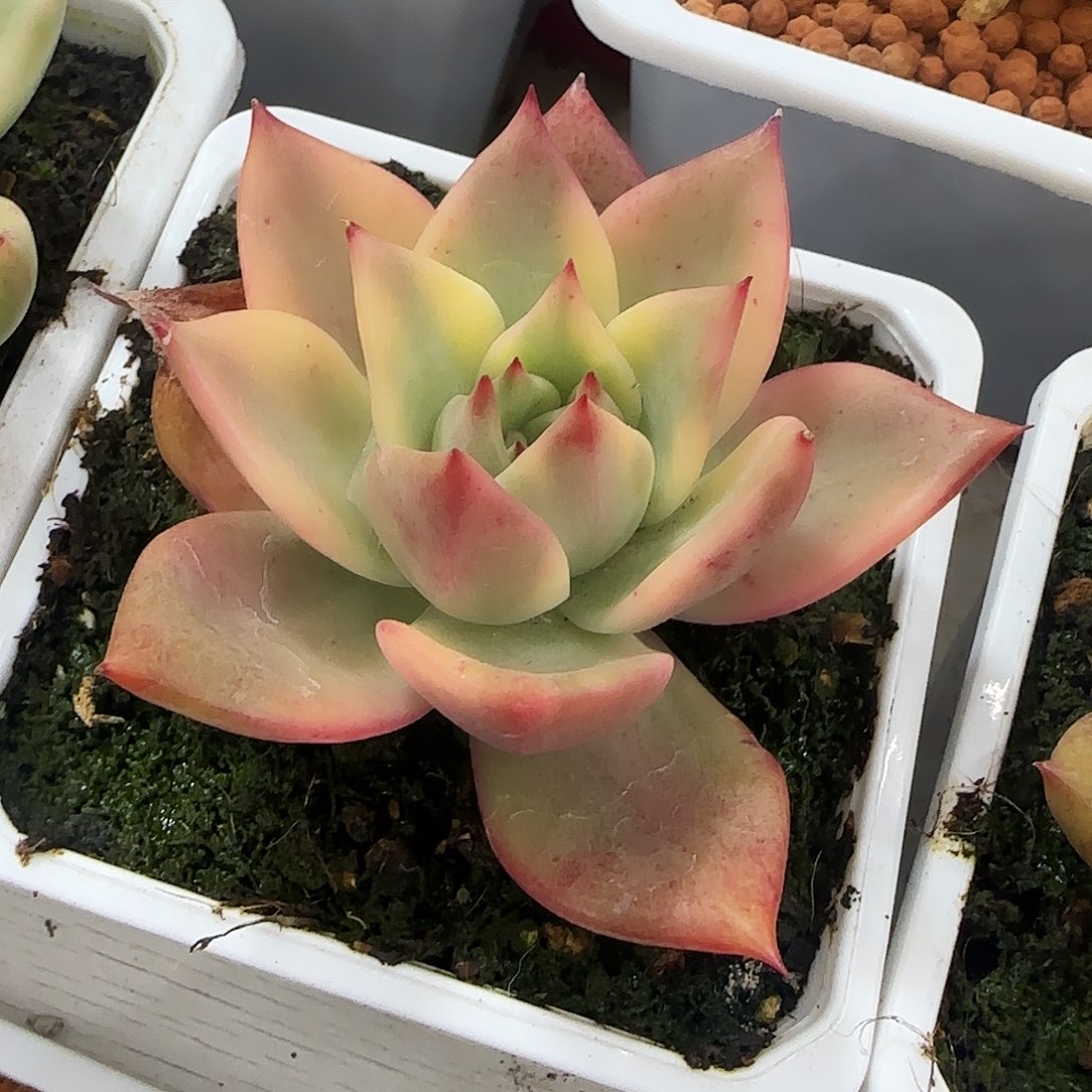 卡梅拉锦多肉植物