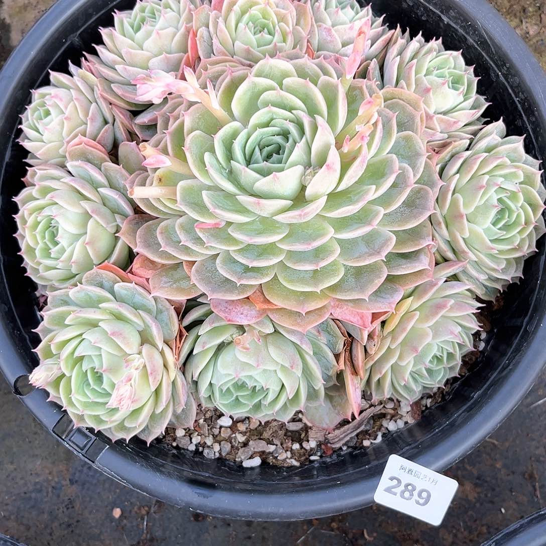 阿雅园艺。      289量拍