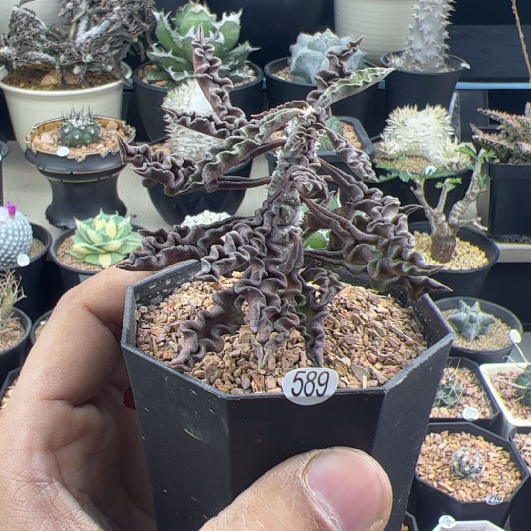 皱叶麒麟大戟一物一拍589