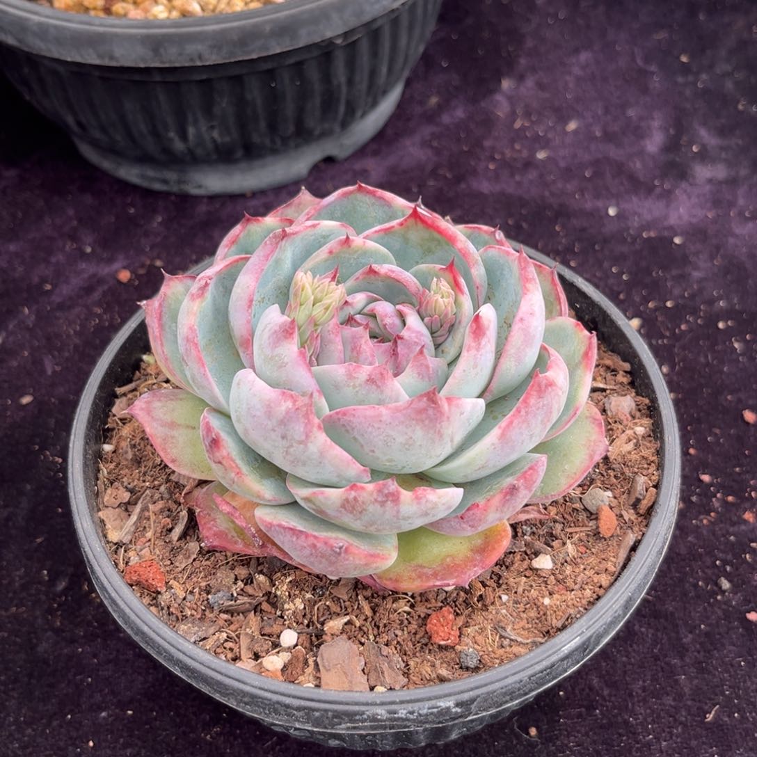 福利惊鸿仙子多肉