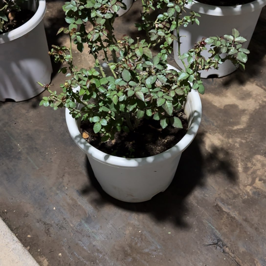 完全开放精品月季花