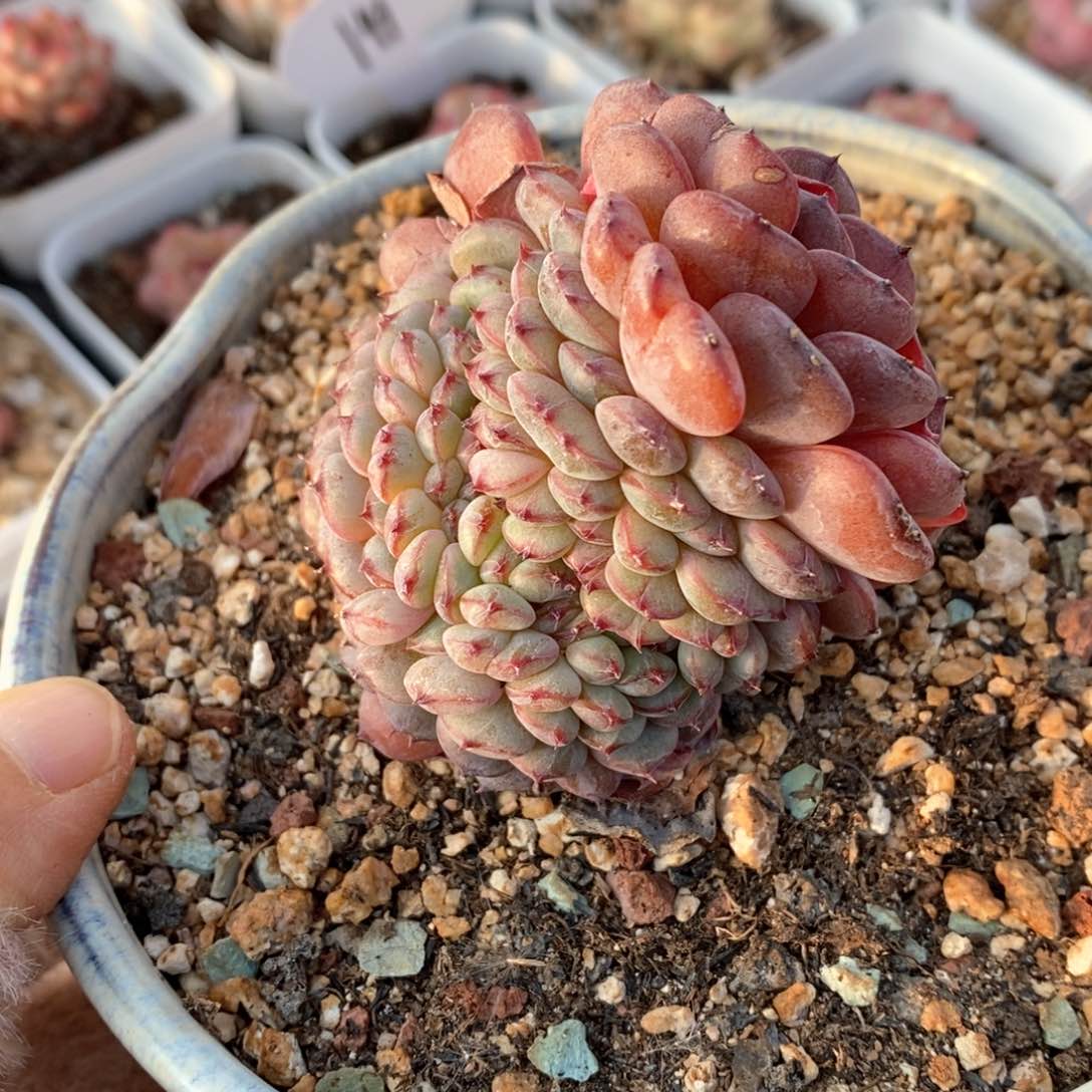 精品多肉一物一拍247