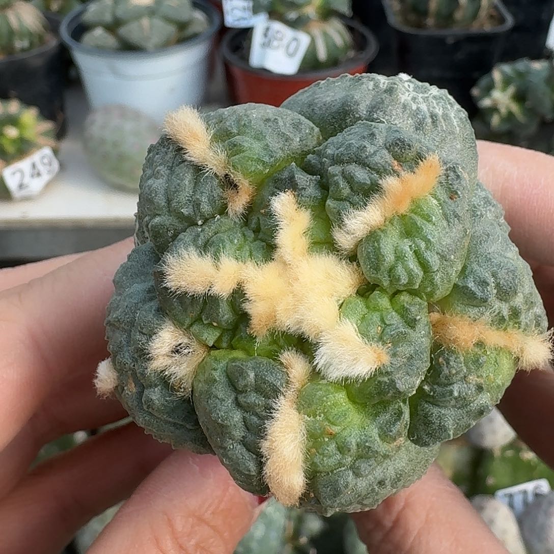 无花朵大尤连山牡丹032