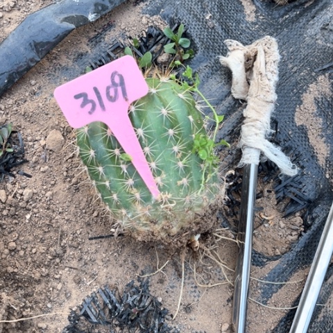 清清41毛花柱微瑕3109