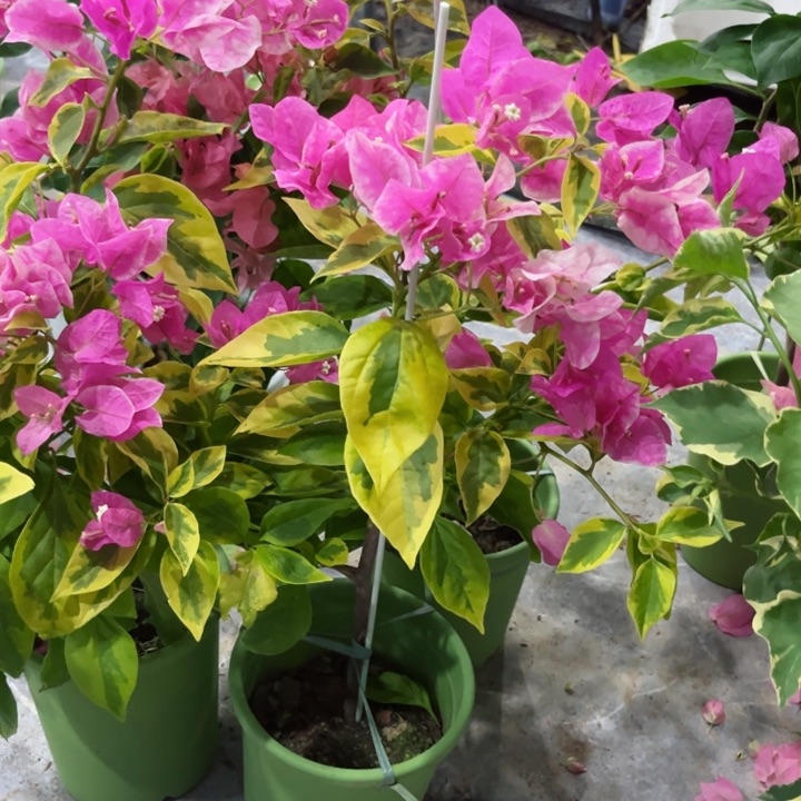 完全开放金边红樱