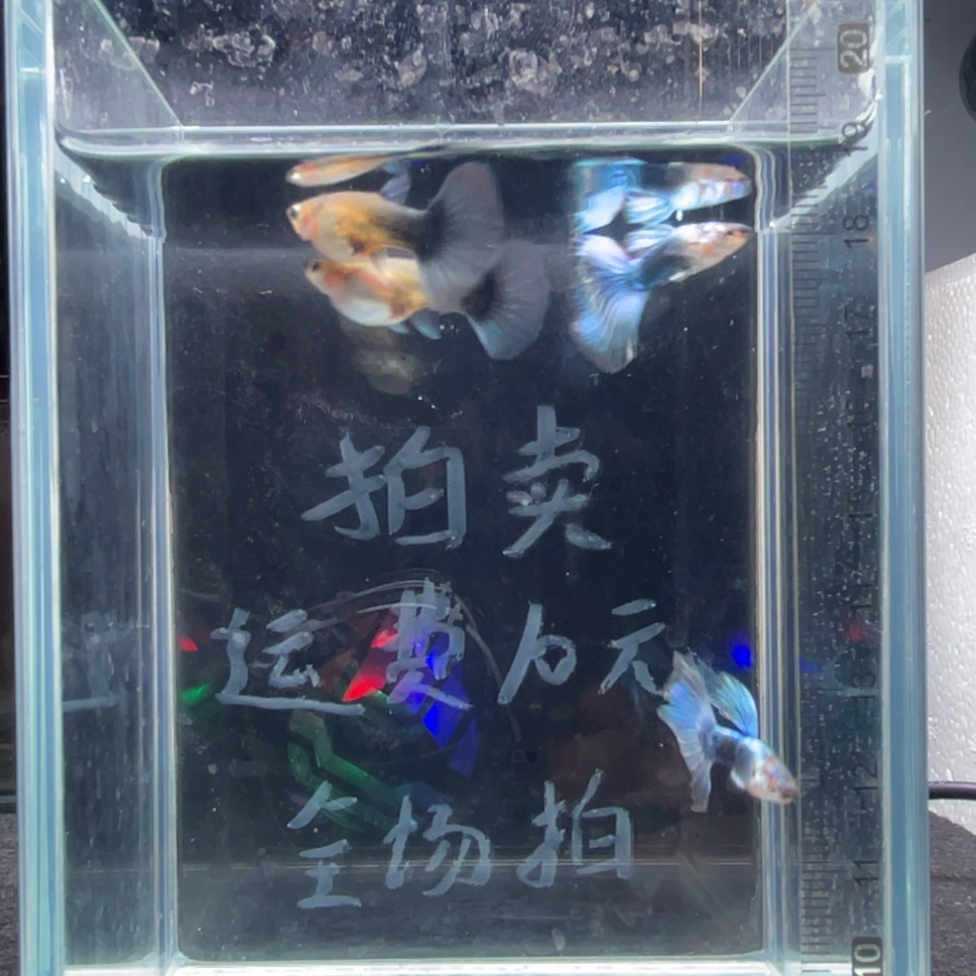 孔雀鱼练手鱼蓝礼服两对