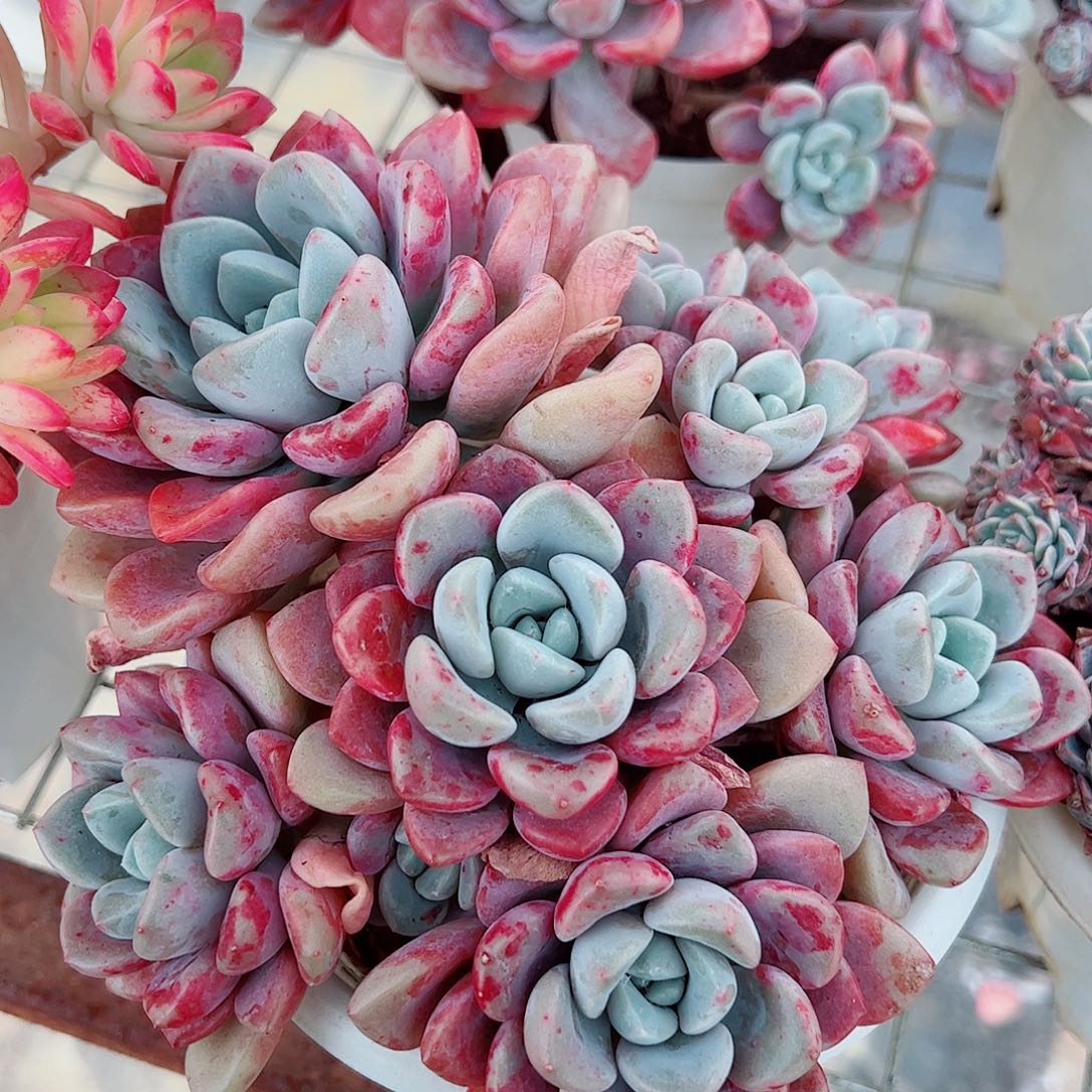 花斑露多头造型精品特价