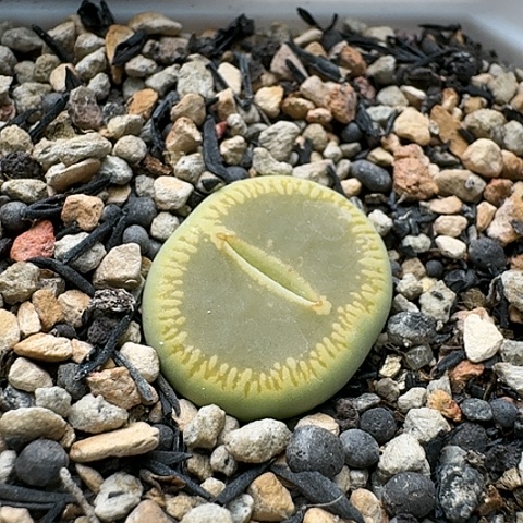 3195，绿光阳母本净窗带盆土发货