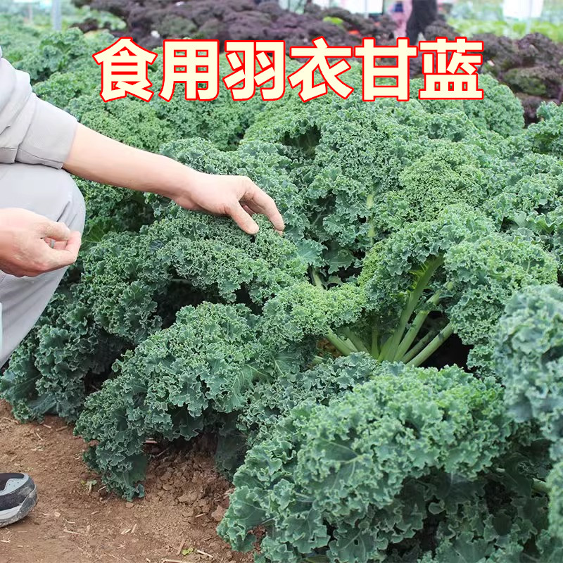 羽衣甘蓝种子羽叶甘蓝种子阳台盆栽大田易种四季可播耐寒蔬菜种籽