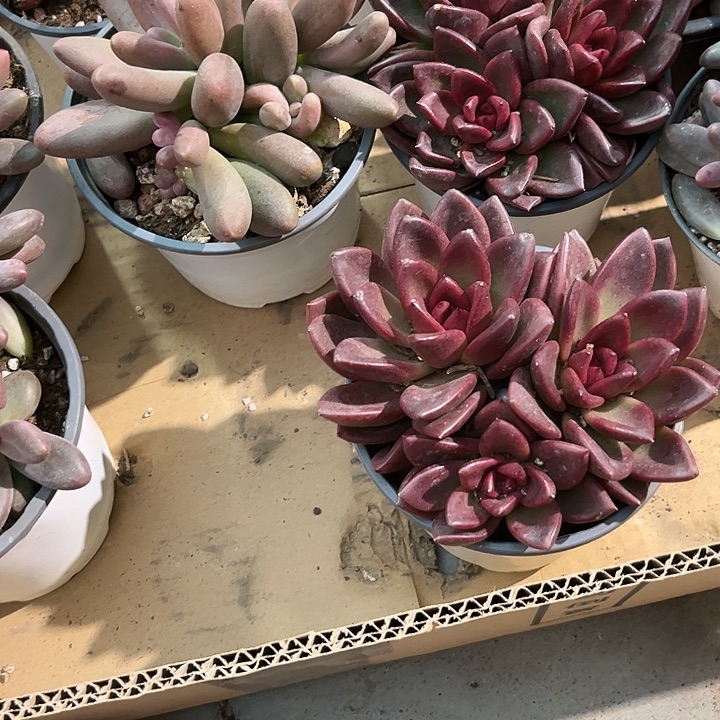 芒果45667777888899块