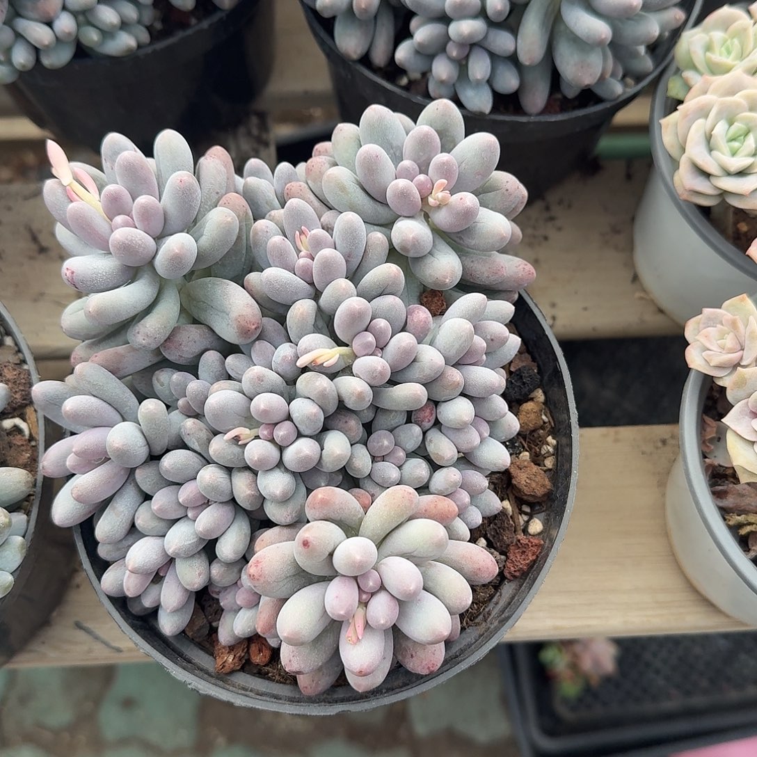 大号汤圆多肉植物