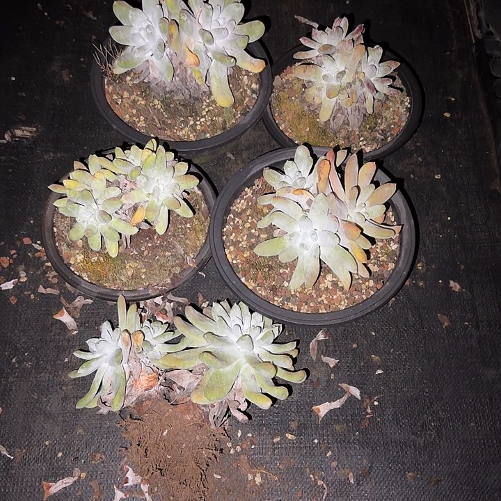 阳***肉拇指仙女杯多肉植物
