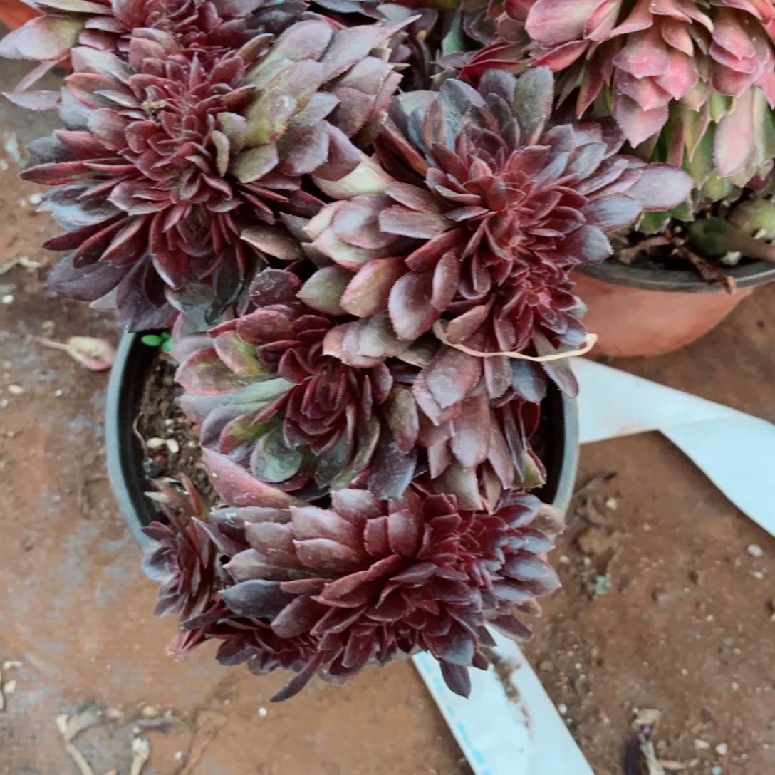 多肉植物998花花公子