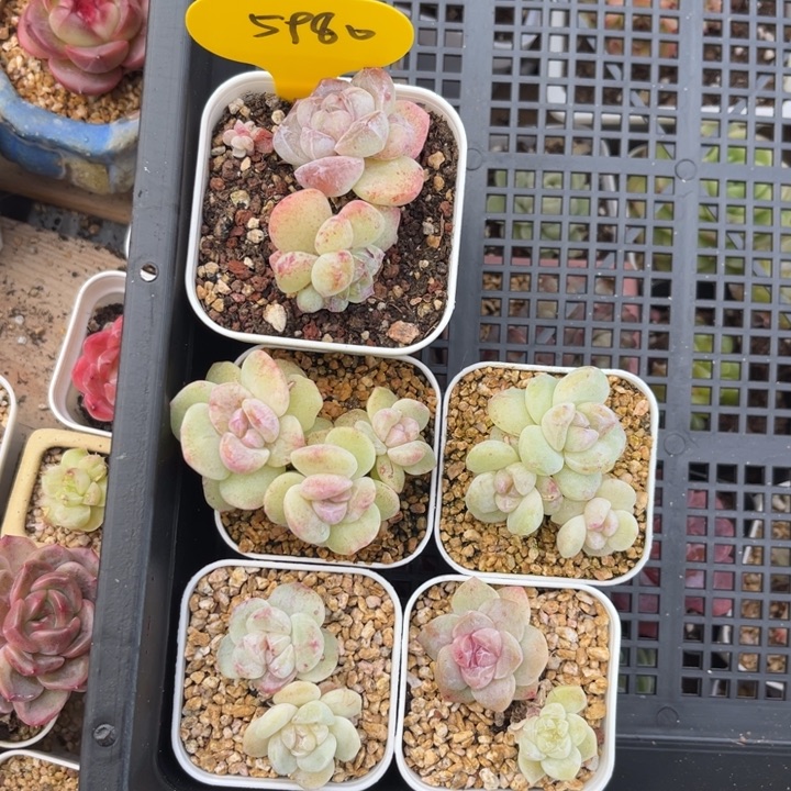 冰玉石化5颗专拍5980