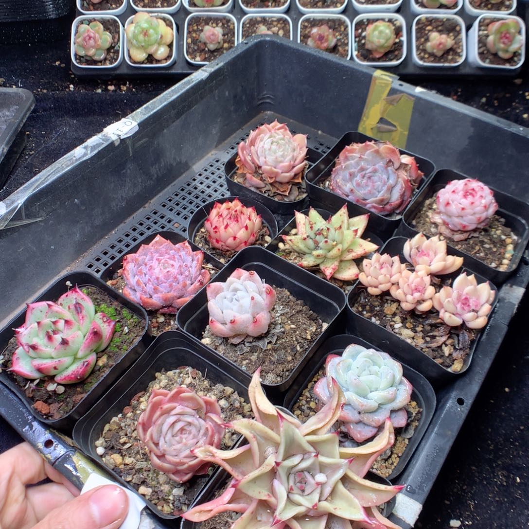 无花朵D87。yyyyyyyyy