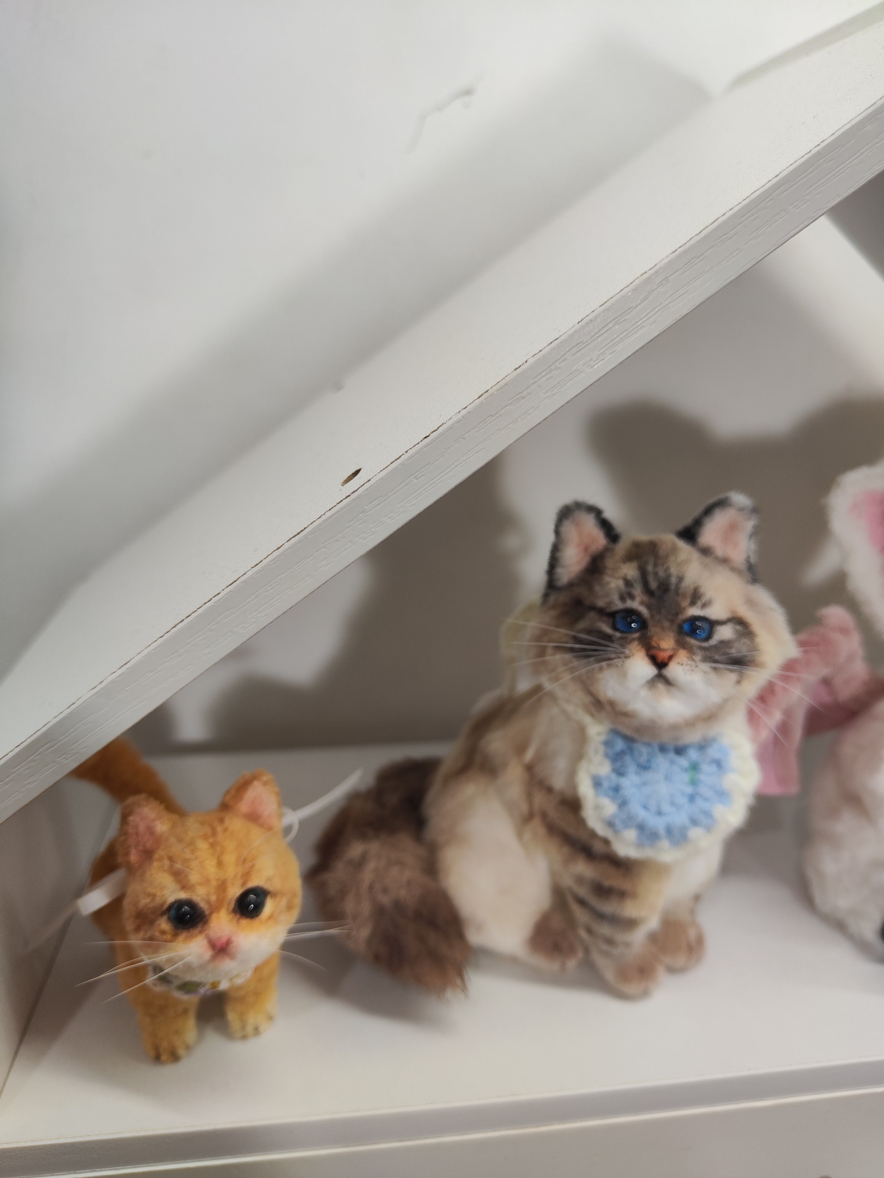 精品健康可爱甜美猫蓝猫布偶金渐层银渐层金吉拉