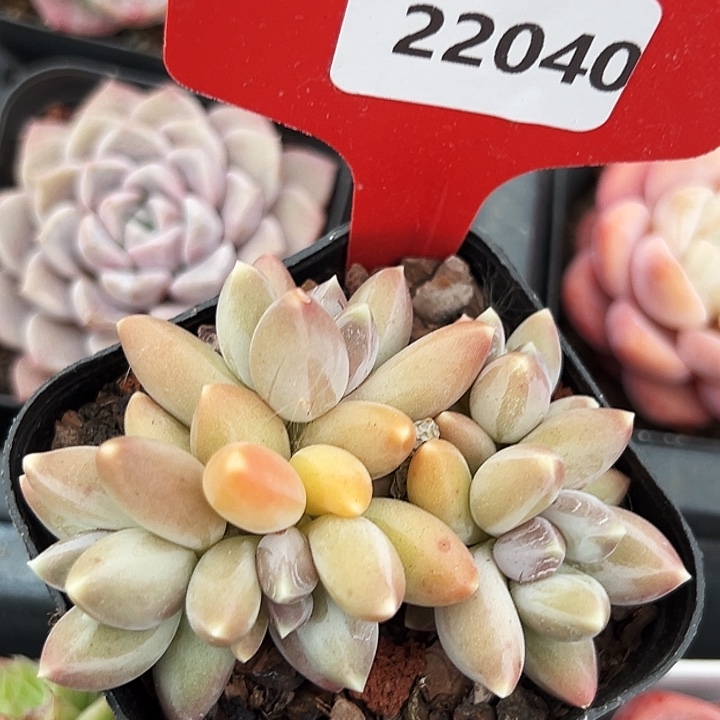 糖心。    22040号。  