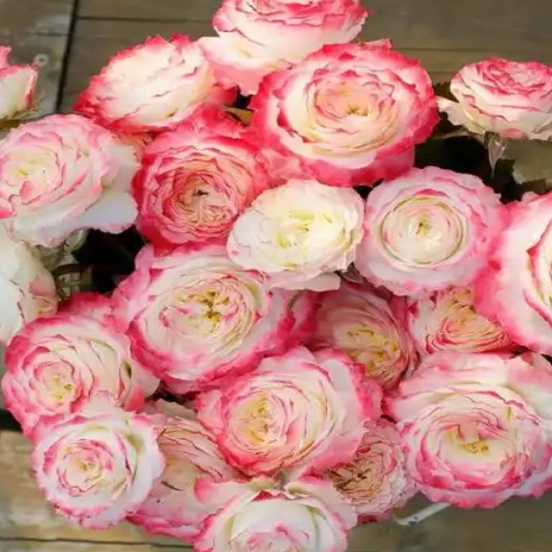 【点妆】新手易养月季四季开花耐寒热阳台庭院花卉爆花苗盆栽