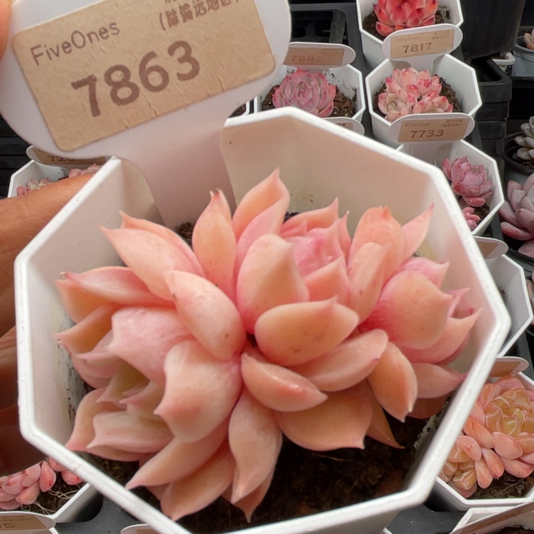 昂斯诺7863-6.0厘米