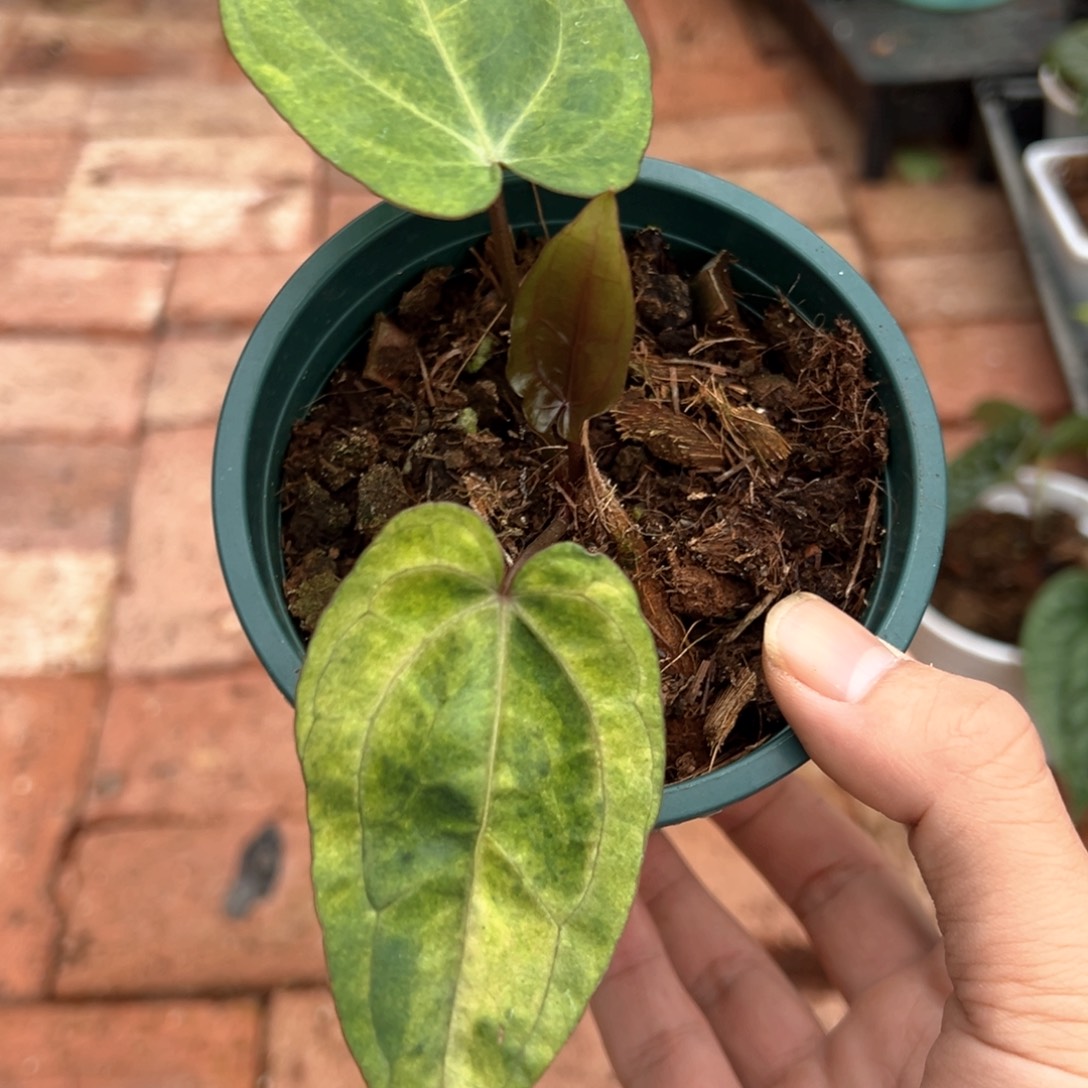 不开花植物黑凤凰杂红水晶锦