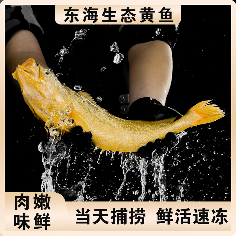 东海半野生生态大黄鱼自家渔船捕捞无激素抗生素冷链直发不鲜包赔