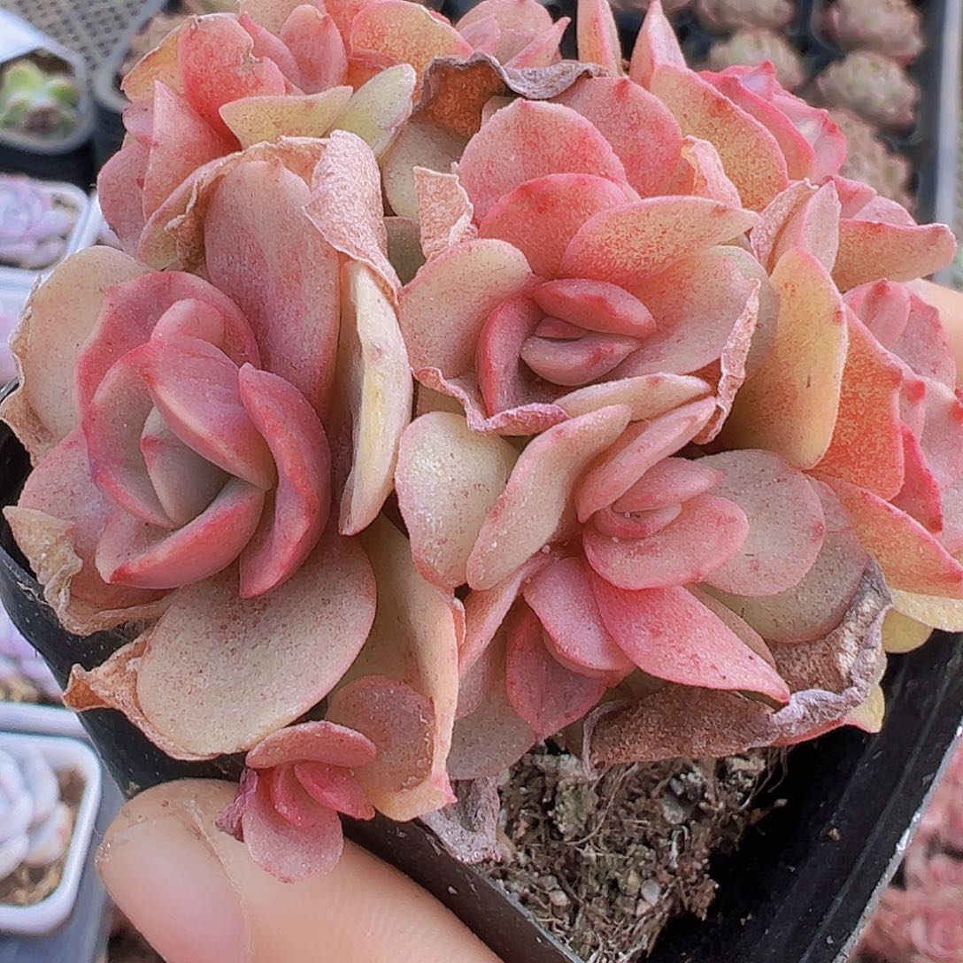 秀妍19包邮多肉植物