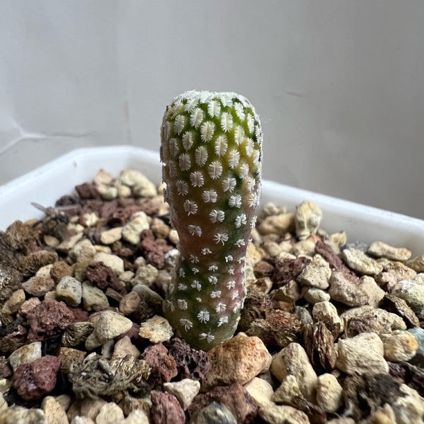 精巧殿彩锦实生仙人球多肉植物防辐射适合阳台桌面养殖