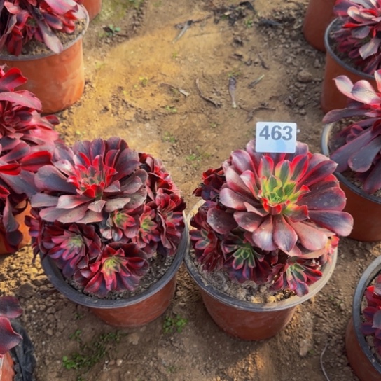 美杜莎2颗14号棚463