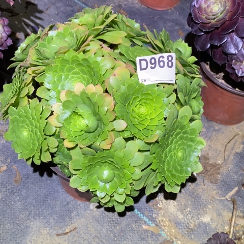 绿翡脆多肉植物法师不包损