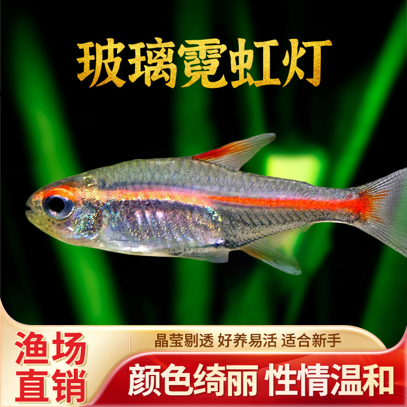 红灯管鱼玻璃霓虹灯热带淡水灯科鱼草缸群游观赏鱼鱼苗活体